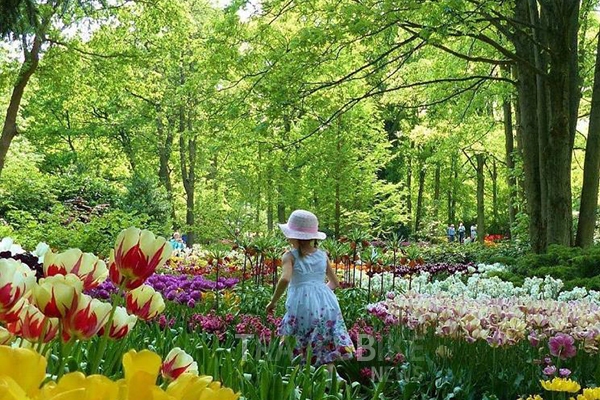 네덜란드 튤립축제