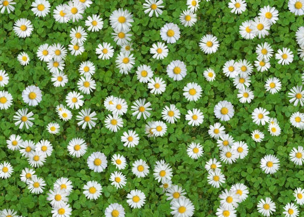 부안 변산 마실길 샤스타데이지