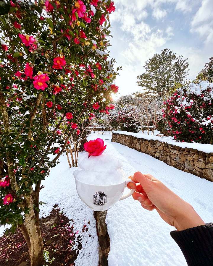생방송오늘저녁 제주 인생샷 핫스팟 크림 쇼콜라 커피 디저트 3,500평 동백 가드닝 베이커리 카페 맛집 추천
