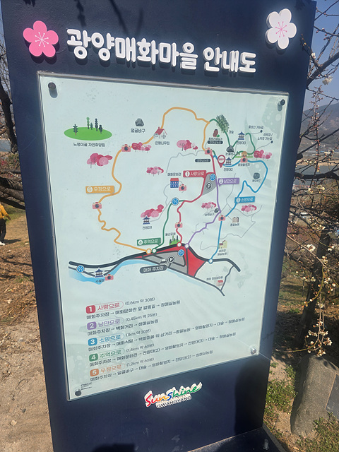 광양매화축제 실시간