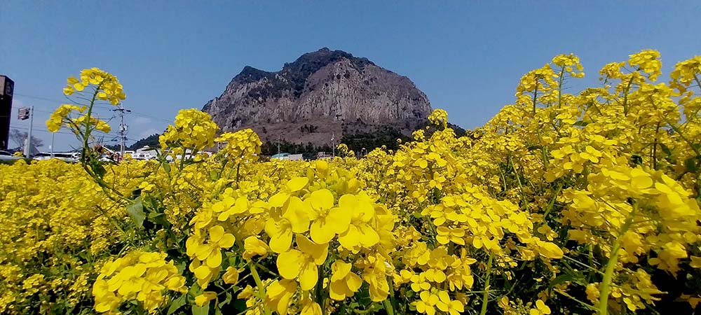 산방산 유채꽃