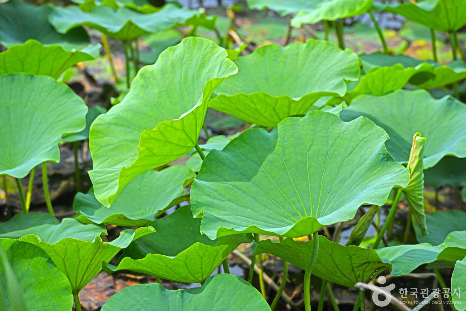 진천 옥동연꽃방죽