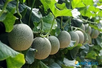 멜론 재배 수정 관리 당도 올리기 비가림 요령_8