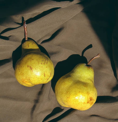 모과의 효능과 부작용, 모과 칼로리, 모과차 만드는법, 모과 수확시기