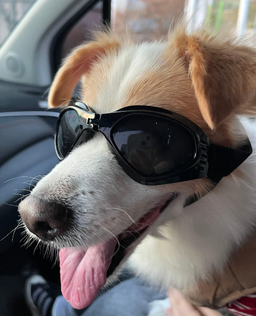 노령견 관리: 목욕