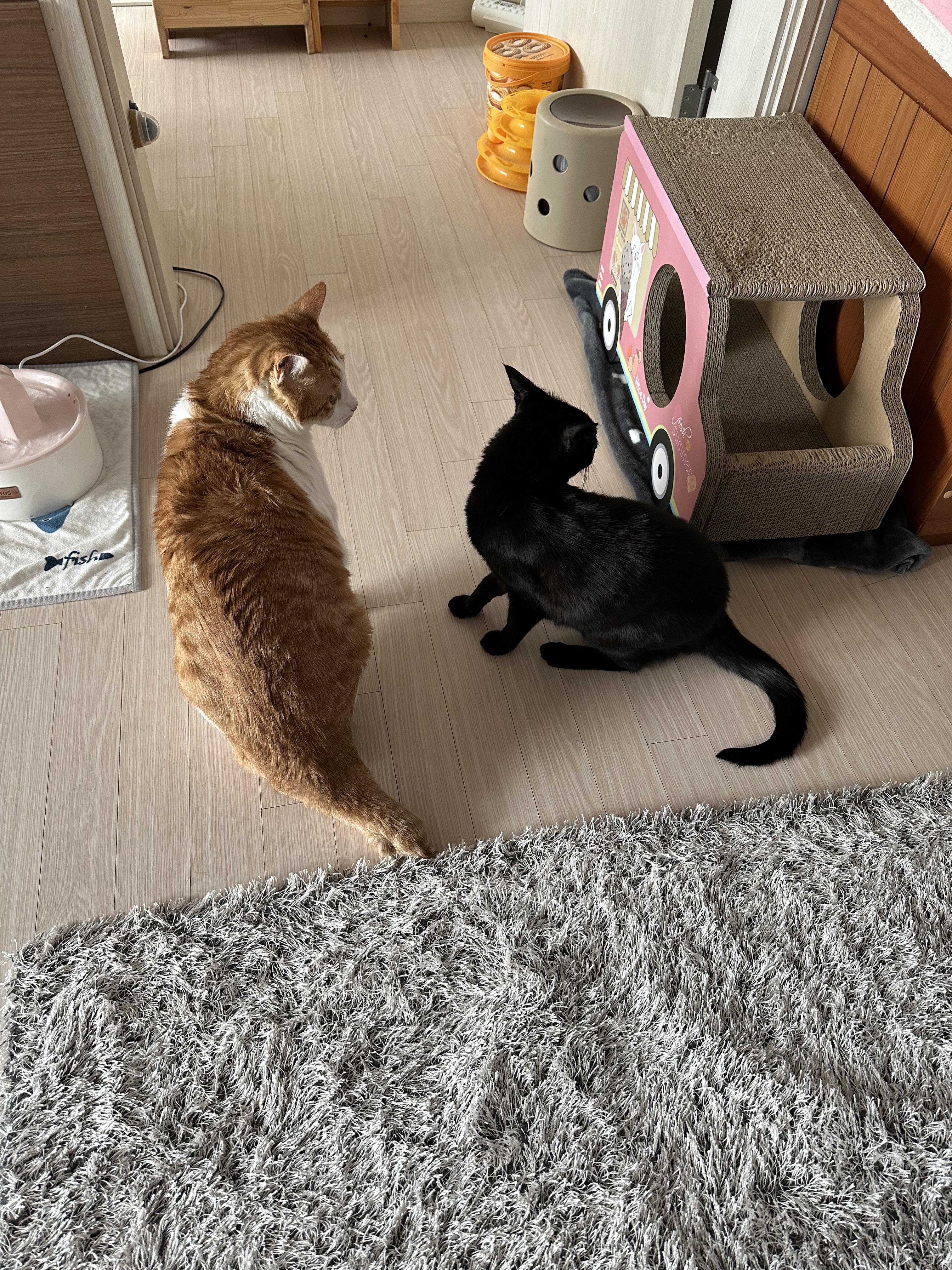 캣닢사탕에 무아지경인 냥냥이들.