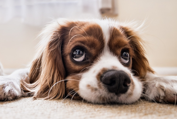 띠별 오늘의 운세