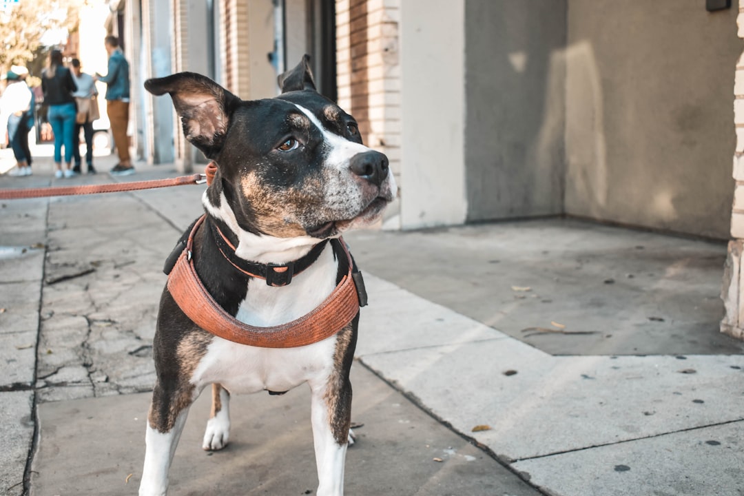 Harness