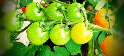 방울토마토-사진