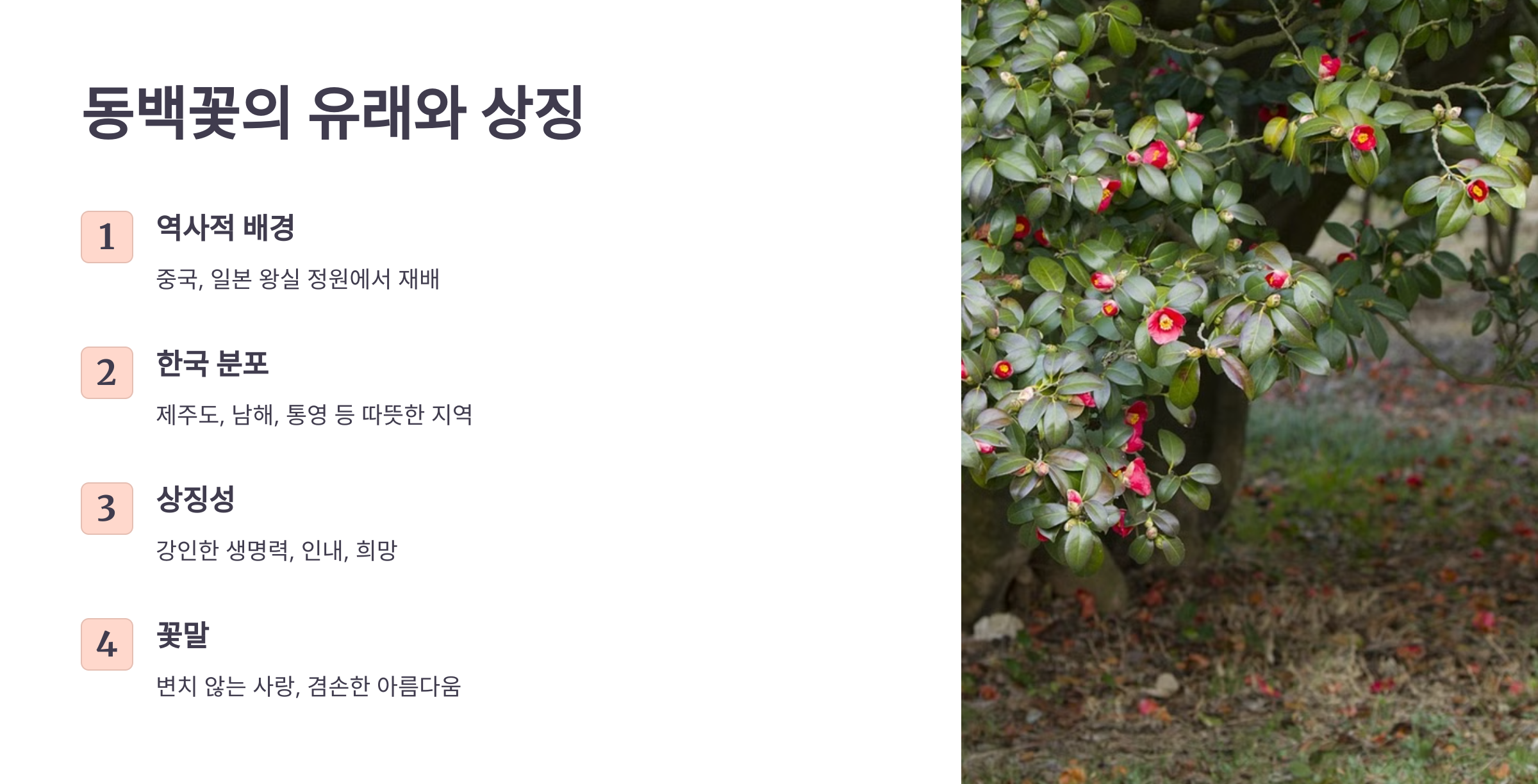 동백꽃 사진