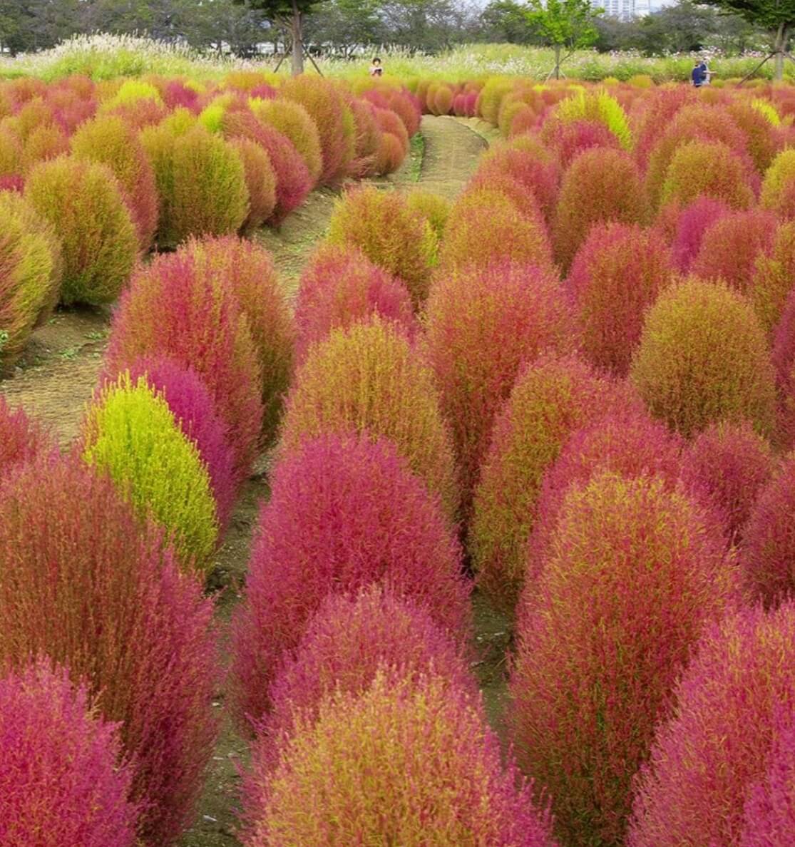 가산수피아 플라워 페스티발