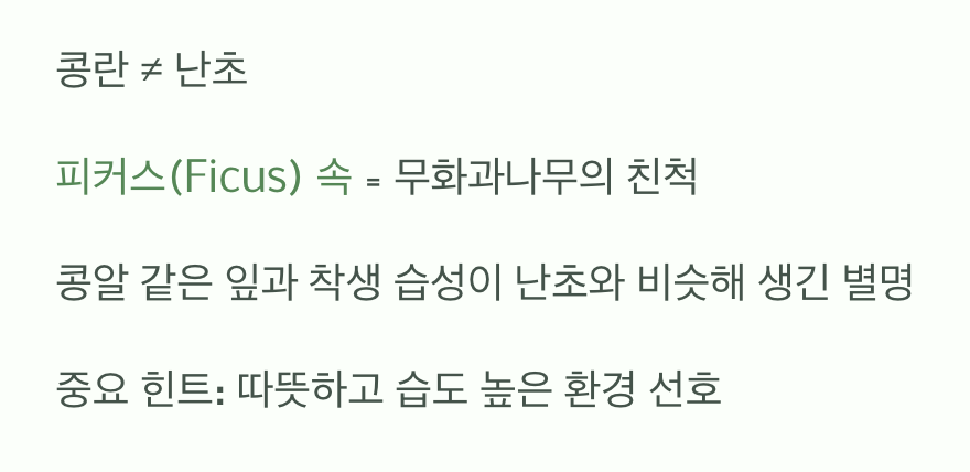 '콩란'이라는 아름다운 오해