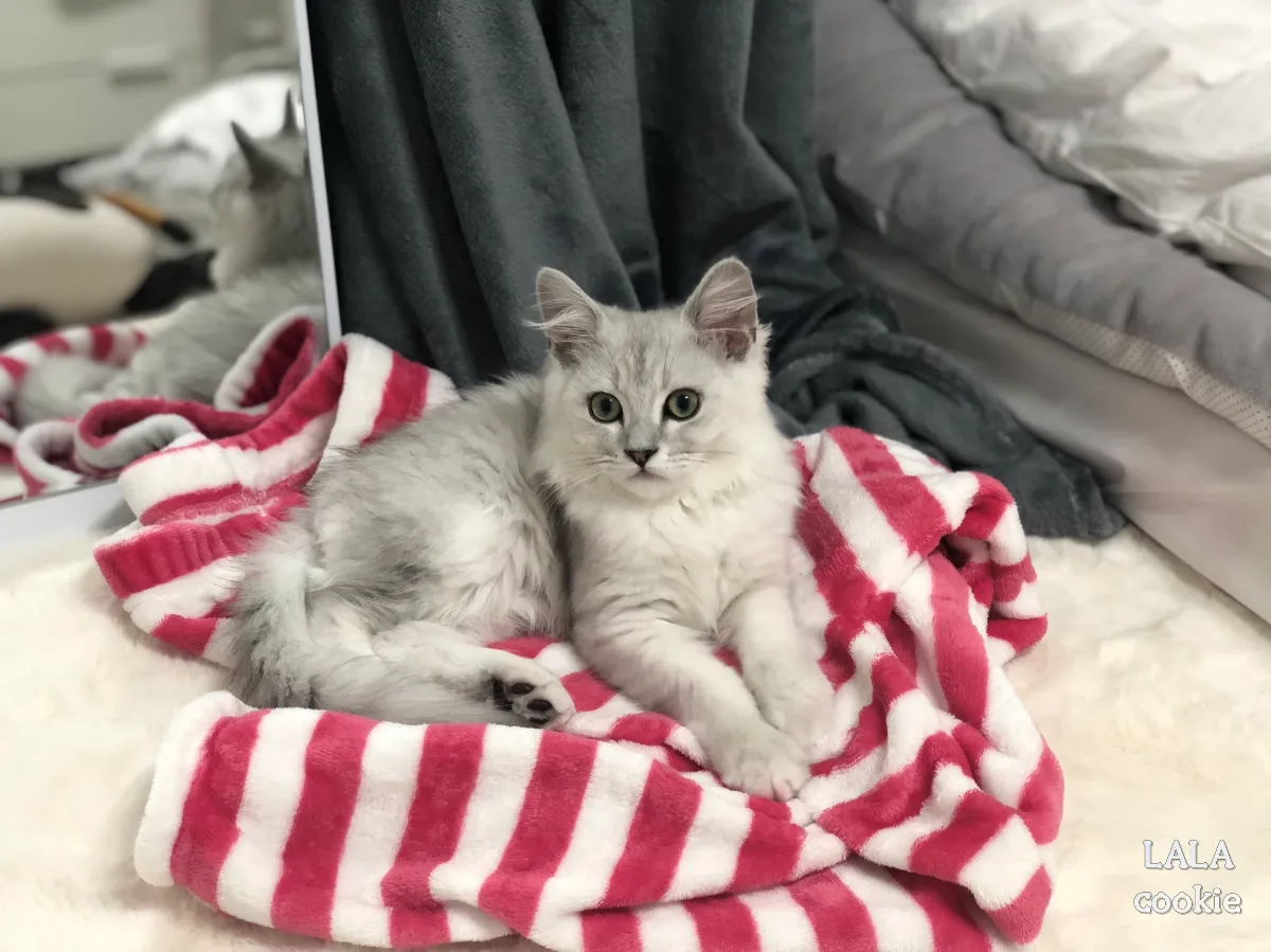 고양이-처음-키울때-힘든점-털-집사-옷-위에-앉은-고양이