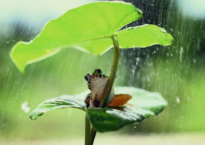 개구리꿈 상황별 해몽