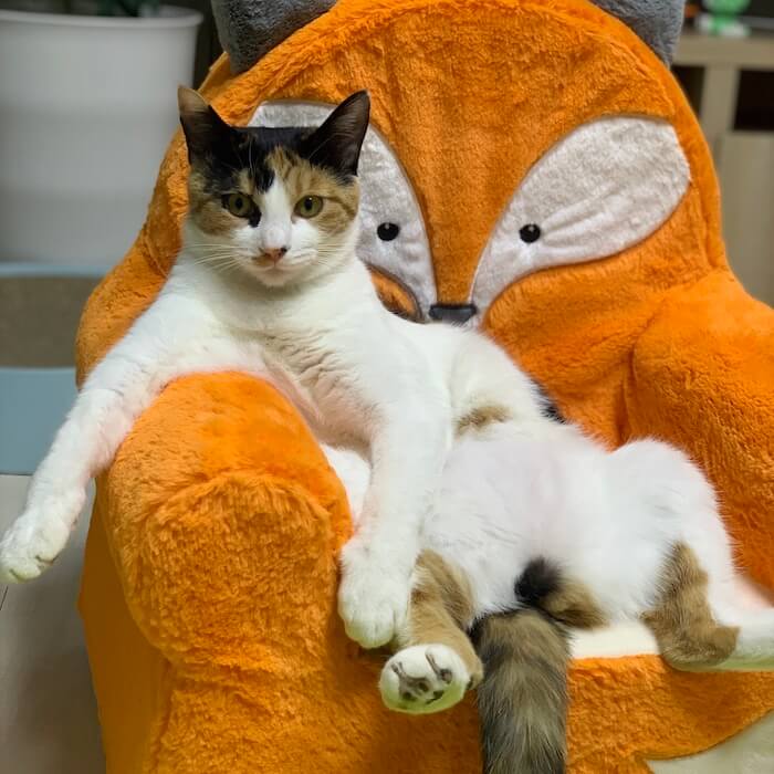 고양이