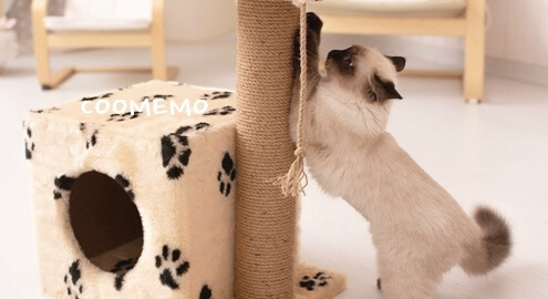 고양이 발톱깎기