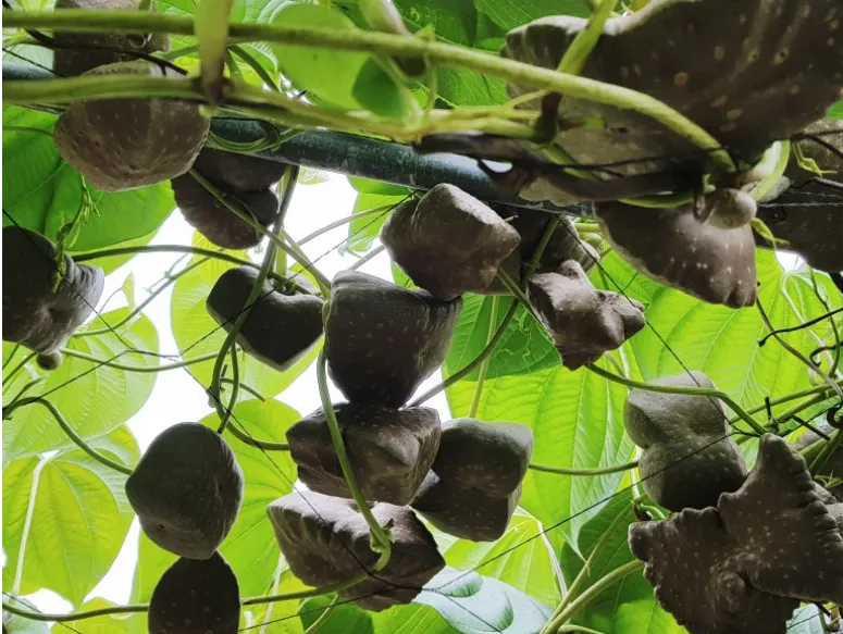 마 재배 지지대 설치 덩이 비대 관리 수확 요령_2
