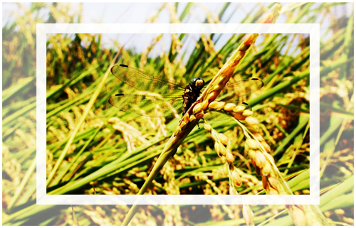 2020년도의 삼복인 초복, 중복, 말복의 날짜와 그 의미에 대해서 설명하는 이미지