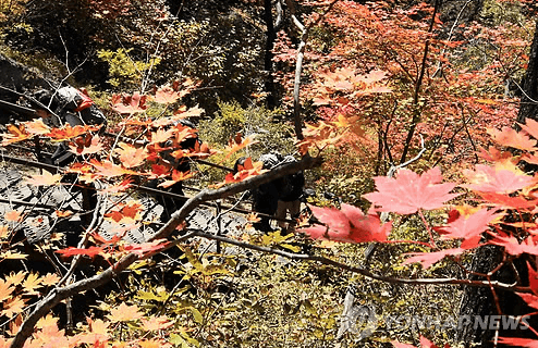 설악산 단풍