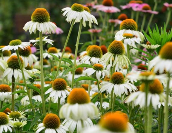 에키나포스-에키나시아-효능