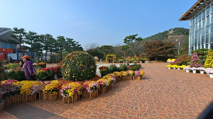 화성_우리꽃식물원_국화전시회