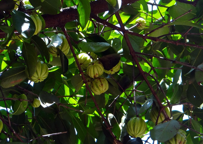 가르시니아 모습