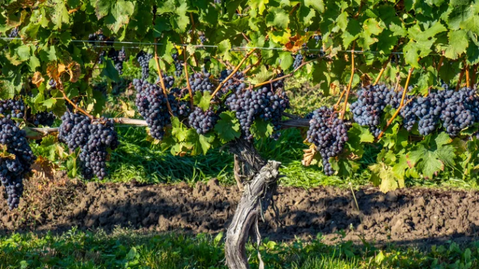 Cabernet Franc