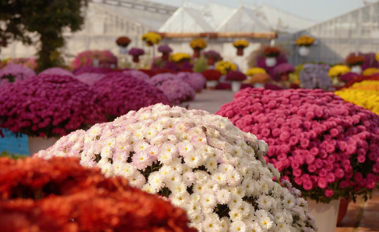 아산 세계꽃식물원
