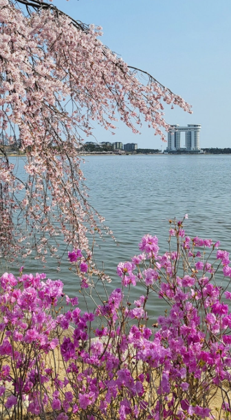 벚꽃 개화 시기