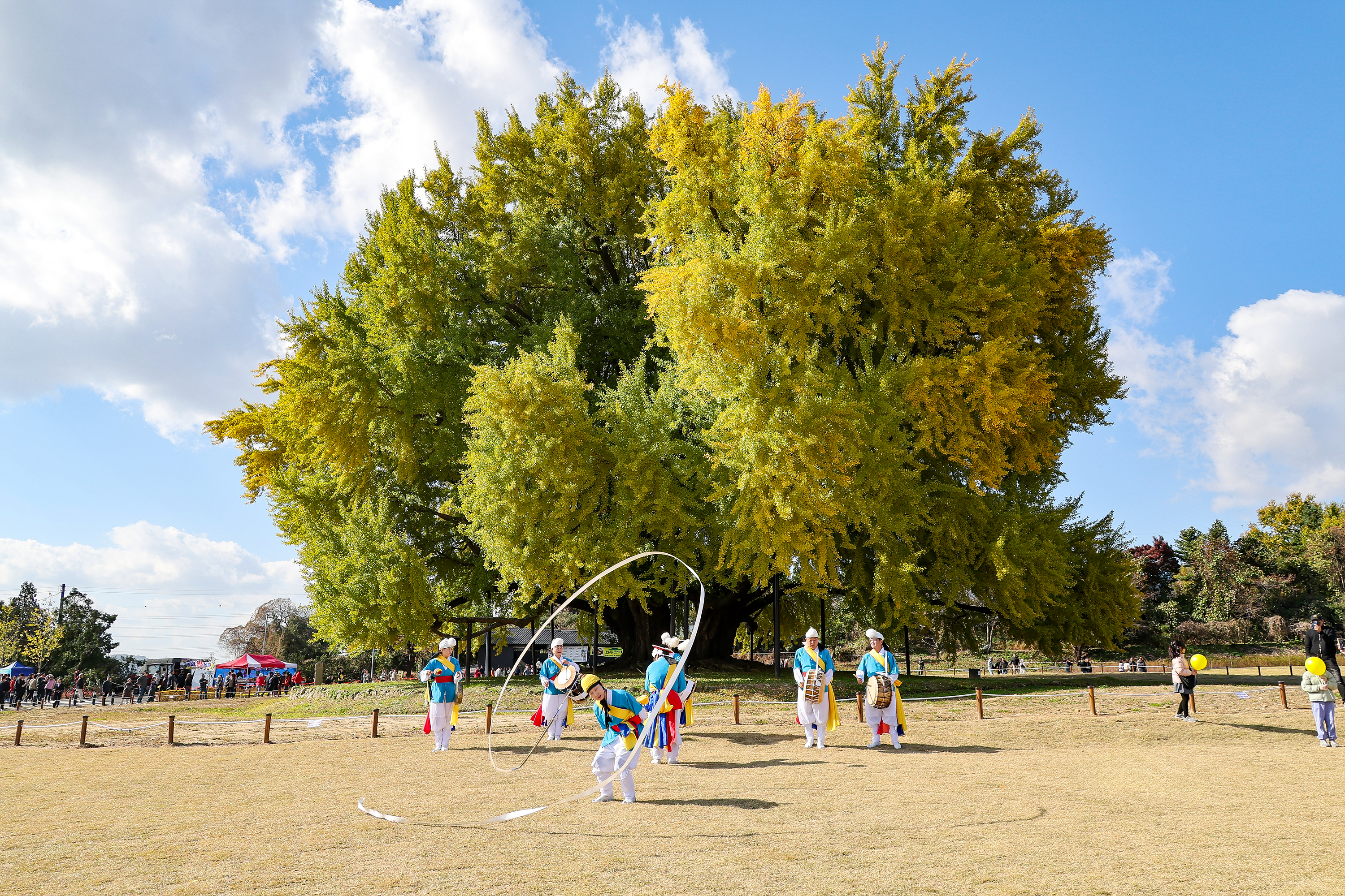 반계리 은행나무