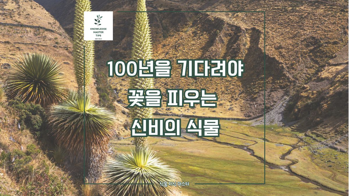 푸야 라이몬디, 100년을 기다려야 꽃이 핀다는 신비한 식물