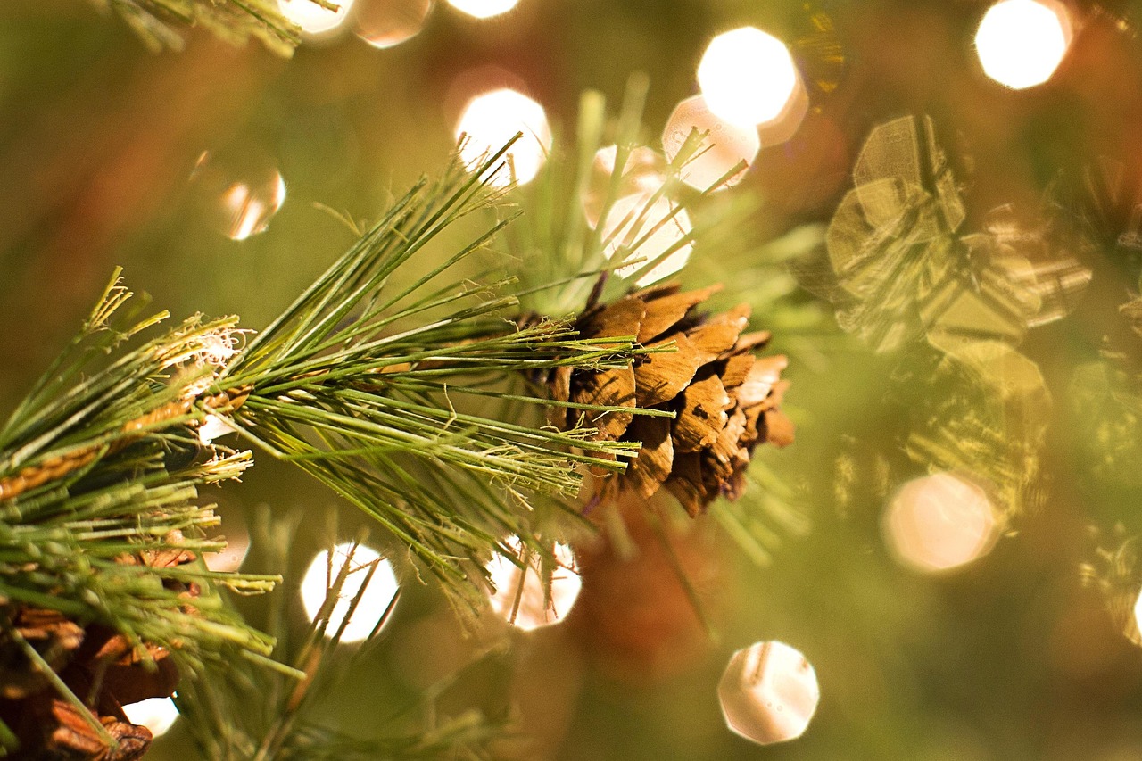 함평 겨울빛축제