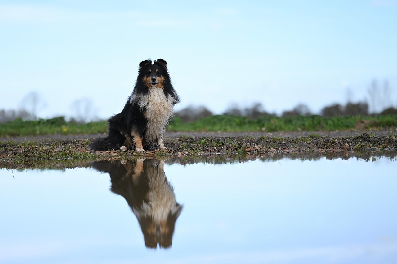 시흥시 무료 반려견 수영교실 ‘멍푸멍푸’ 신청 꿀팁 총정리