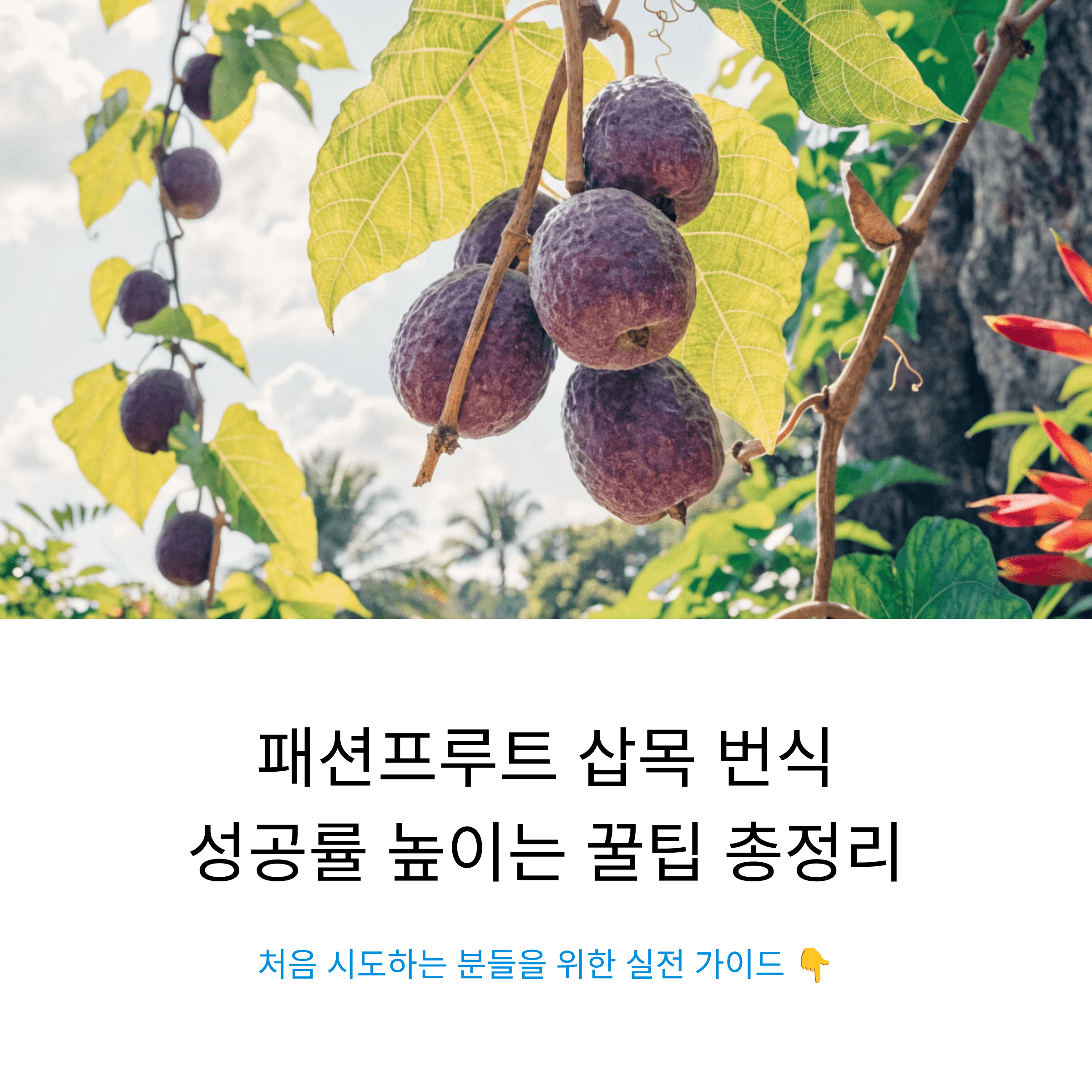 패션프루트 삽목 번식을 처음 시도하는 분들을 위한 성공률 높이는 실전 가이드