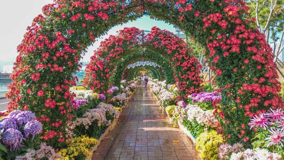 2024년-마산가고파국화축제