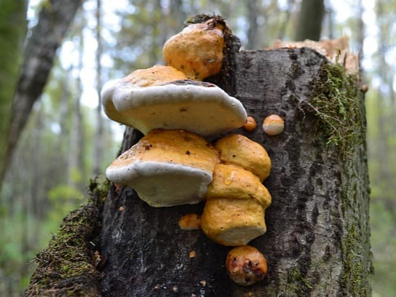 상황버섯 폴리사카라이드 성분