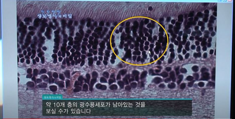 안토시아닌-망막세포-실험결과-사진
