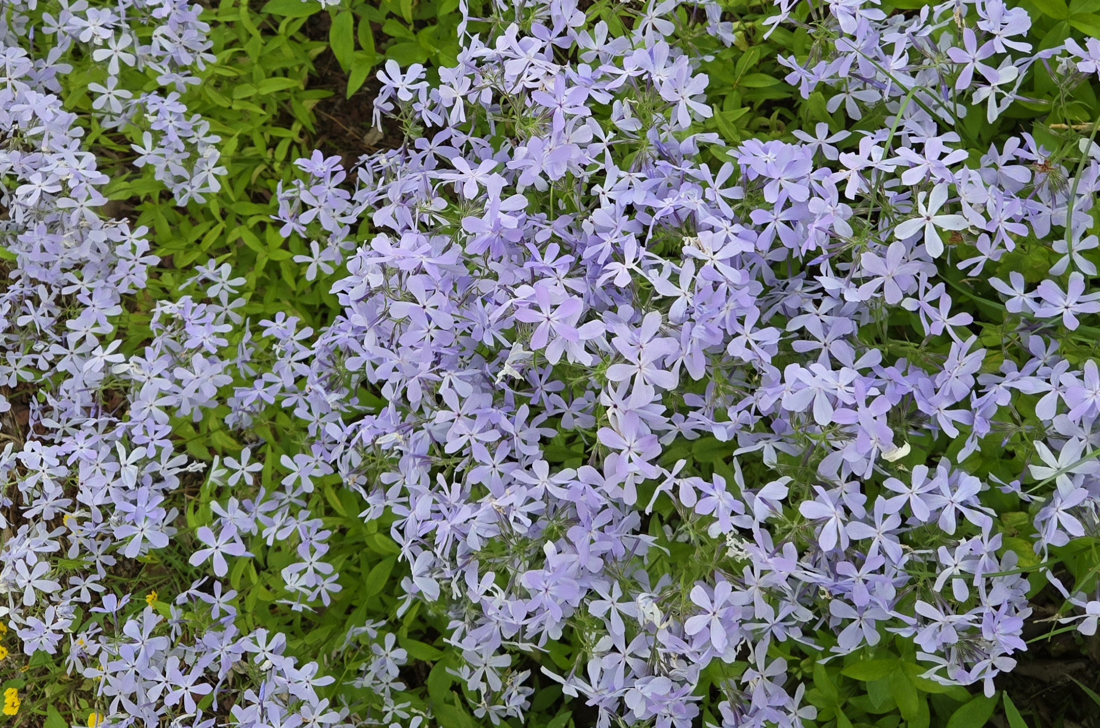 꽃길 따라 마음도 피어나는 봄날, 가평 봄꽃페스타 여행기