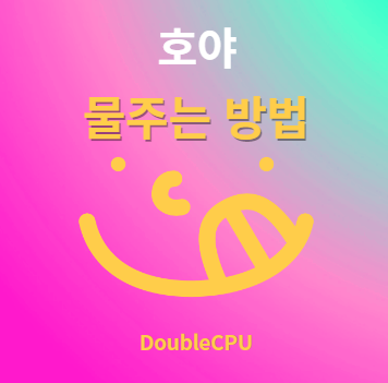 호야 물주기