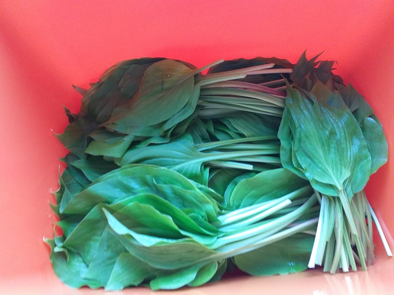 산마늘, 명이나물 장아찌