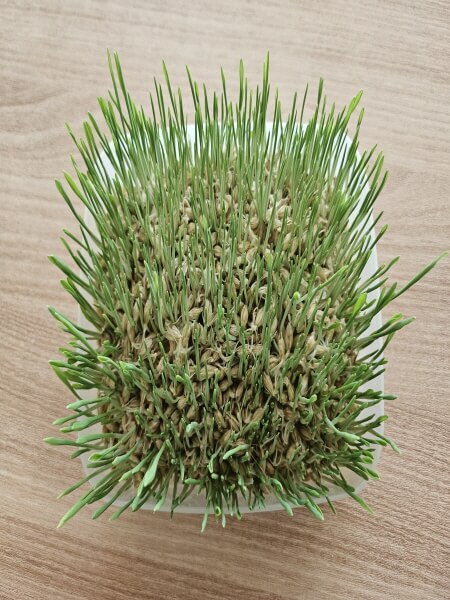 싹이 자란 새싹보리