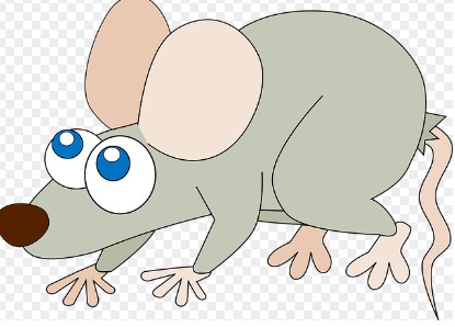 2026년 범띠 신년운세 무료 확인