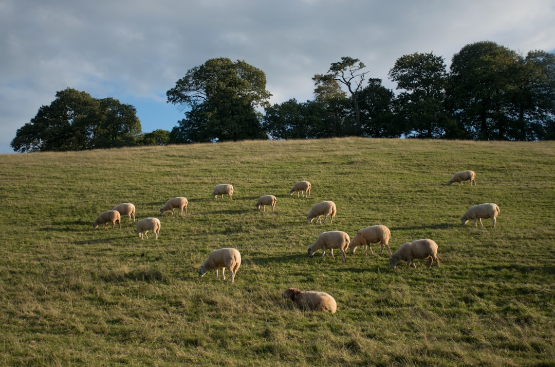 Farmland