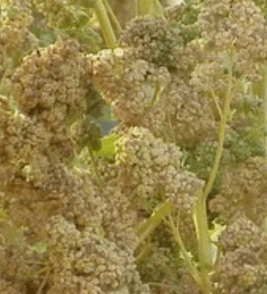 퀴노아 삶기 미숫가루 샐러드 밥짓기 먹는법 및 효능