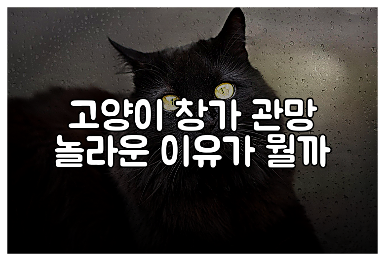 고양이 창가 관망 놀라운 이유가 뭘까