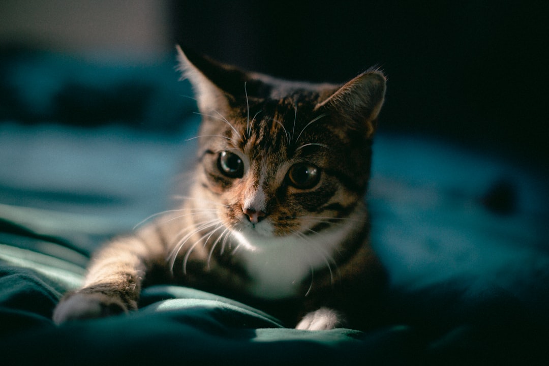 Floki