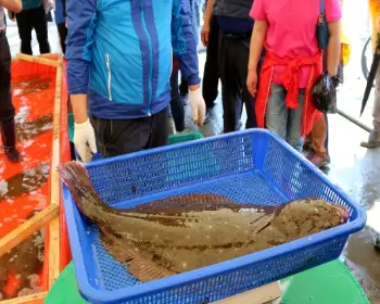 서천 자연산 광어 도미축제_15