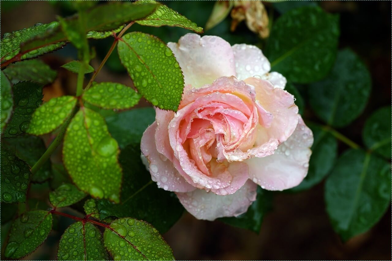 우체국 정기예금 금리