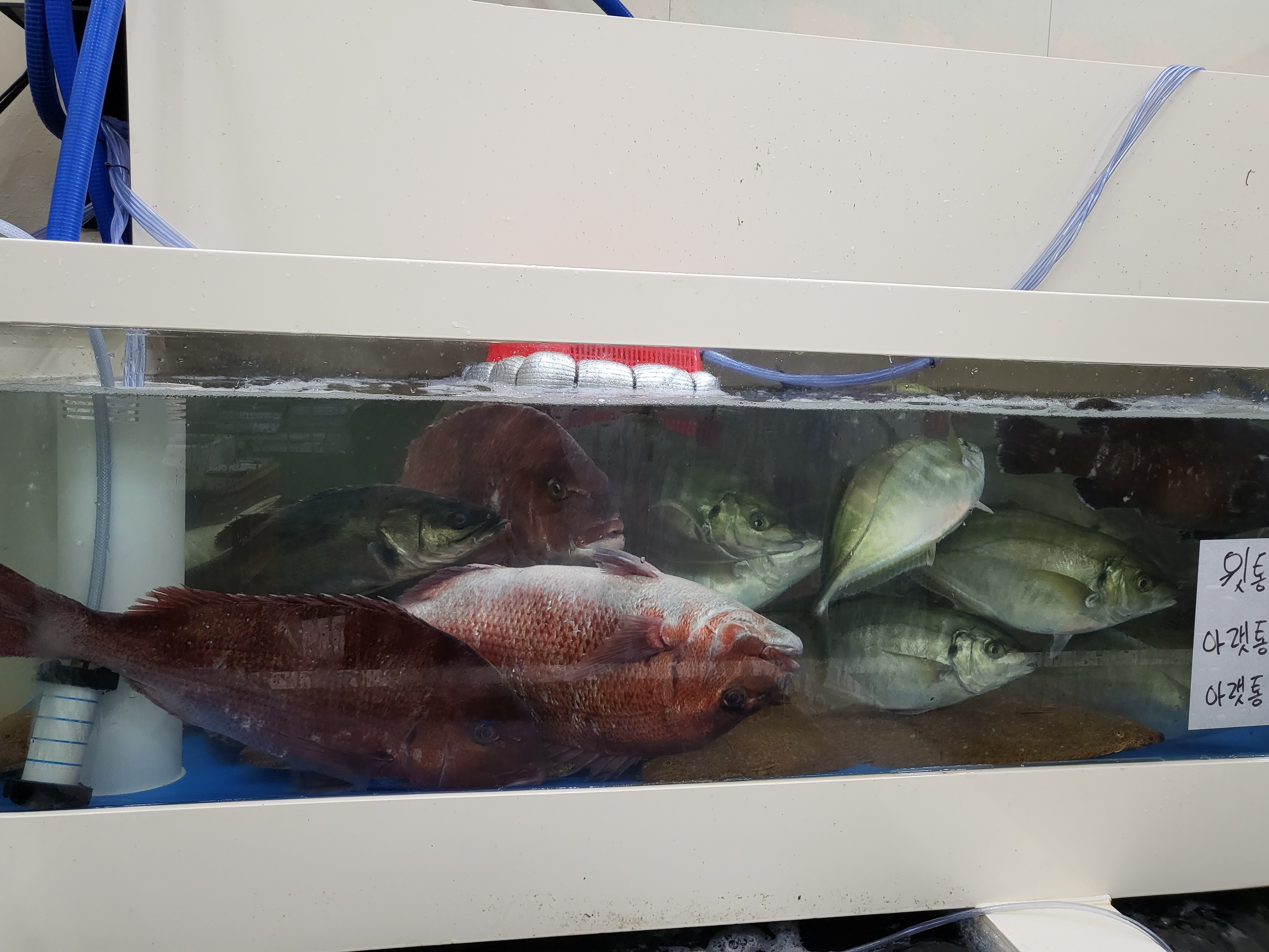 참돔 누워서 헤엄치는 모습 ㄷㄷ