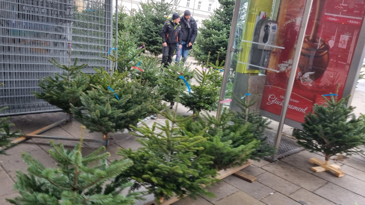 크리스마스 트리 버려진 후 활용